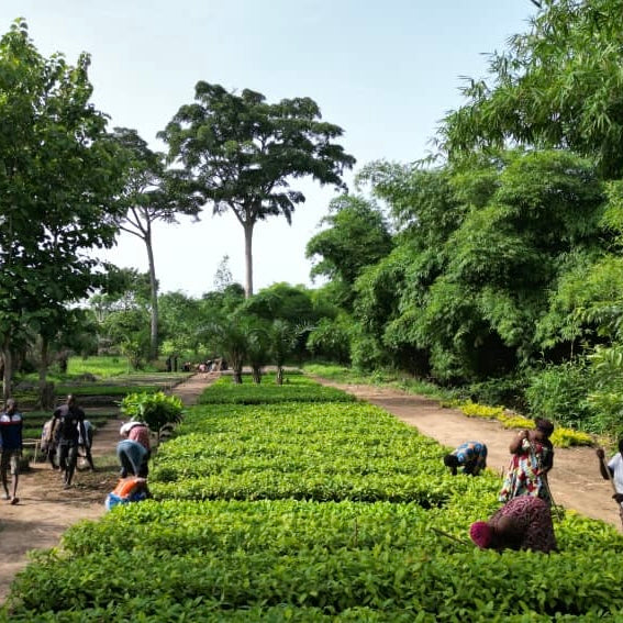 Projet Environnement